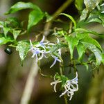 Faramea quinqueflora Flower