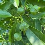 Sapium glandulosum Fruit