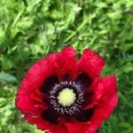 Papaver orientaleফুল