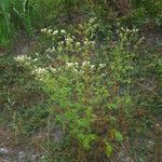 Eriogonum tomentosum 整株植物