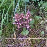 Orobanche minor Květ