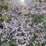Congea tomentosa Hoja