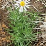 Felicia abyssinica Habit