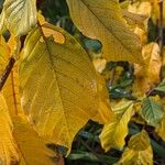 Frangula alnus Blad