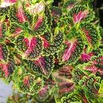 Coleus decurrensLeaf