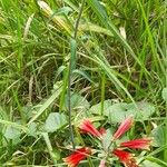 Alstroemeria psittacina Natur