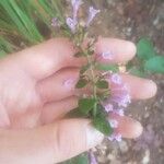 Clinopodium nepetaFlower