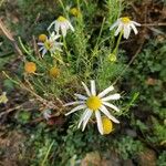 Tripleurospermum inodorum Blatt