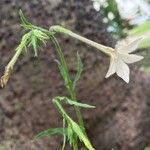 Nicotiana longiflora Цвят