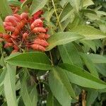 Erythrina crista-galliList