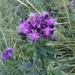 Serratula tinctoria Flors