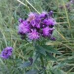 Serratula tinctoria Flower