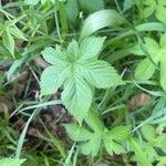 Hydrastis canadensis Leaf