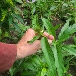 Helianthus grosseserratus പുഷ്പം