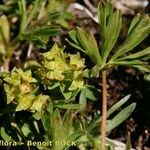 Alchemilla pentaphyllea Övriga