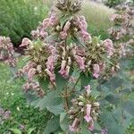 Phlomis samia Blodyn