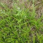 Achillea millefoliumLeht