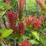 Aphelandra sinclairiana Flower