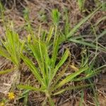 Plantago aristata Habit