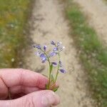 Polygala amarella Flor