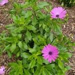 Osteospermum ecklonis Flor