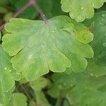 Ranunculus auricomus Leaf