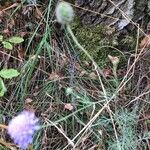 Scabiosa canescens फूल