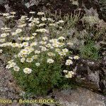 Leucanthemum monspeliense Habit