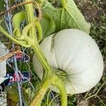 Cucurbita maxima 果實