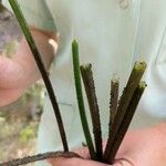Zostera marina Folha