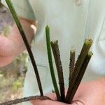 Zostera marina Leaf