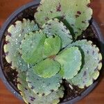 Kalanchoe marmorata Ліст