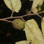 Guazuma ulmifolia Fruit