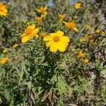 Tagetes lemmoniiКветка