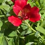 Alstroemeria aureaBloem