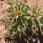 Carlina brachylepis