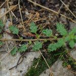 Dysphania pumilio Flor