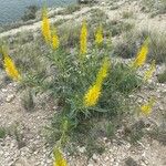 Stanleya pinnata Flower