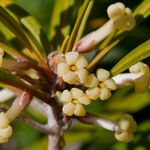 Pittosporum baudouinii Flower