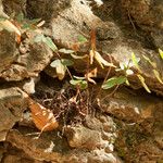 Pellaea atropurpurea Hábito