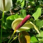 Anthurium nymphaeifolium Virág