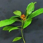 Psychotria racemosa Arall