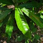 Elaeocarpus angustifolius Leaf