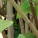 Plectranthus fruticosus Rinde