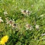 Plantago atrata Flower