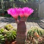 Echinocereus rigidissimus 形态