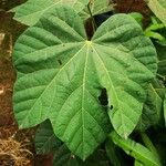 Cola cordifolia Leaf