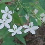 Wrightia religiosa Flower