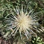 Cynara humilis Flower