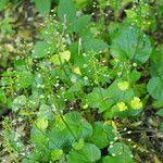 Pachyphragma macrophyllumপাতা